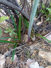 Hippeastrum cybister