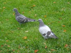 Columba livia domestica
