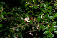 Ceanothus buxifolius