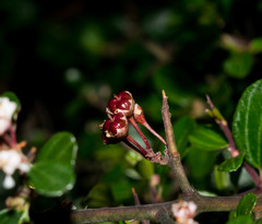 Ceanothus buxifolius