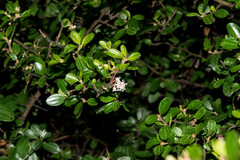 Ceanothus buxifolius