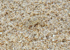 Ocypode cursor