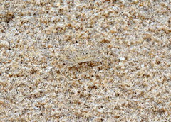Ocypode cursor
