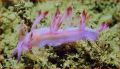 Coryphellina rubrolineata