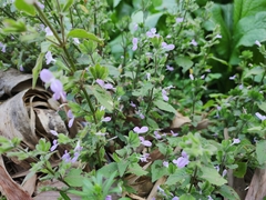 Dicliptera chinensis