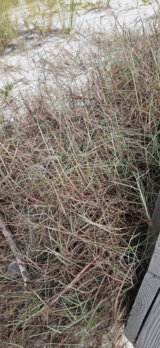 Schizachyrium maritimum, photograph 4