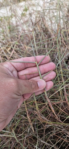 Schizachyrium maritimum, photograph 5