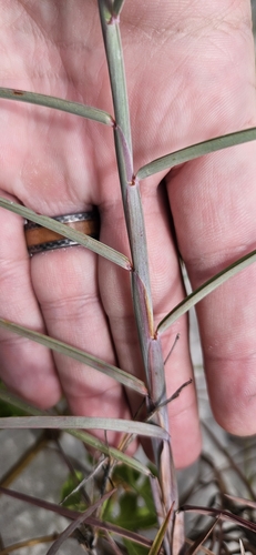 Schizachyrium maritimum, photograph 6