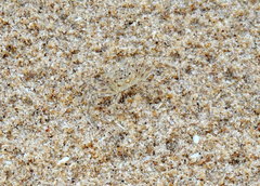 Ocypode cursor
