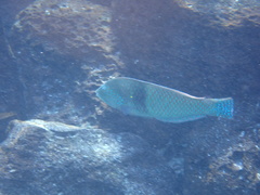 Halichoeres nicholsi