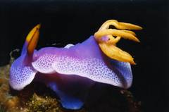 Hypselodoris apolegma