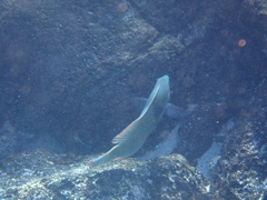 Halichoeres nicholsi