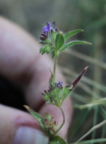 Hernandez bluecurls (Trichostema rubisepalum)