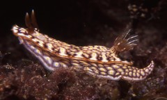 Hypselodoris jacksoni