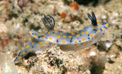 Hypselodoris kanga
