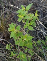 Minthostachys acutifolia