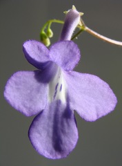 Streptocarpus saxorum