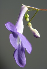 Streptocarpus saxorum