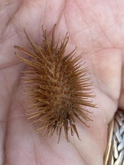 Xanthium strumarium canadense