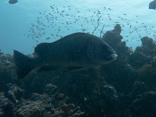 Giant sweetlips (Plectorhinchus albovittatus) — Haemulidae — 2