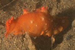 Plocamopherus