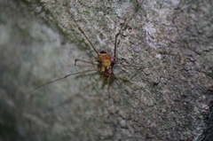 Ventrivomer ancyrophorus