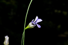 Gentianopsis lanceolata