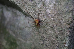 Ventrivomer ancyrophorus