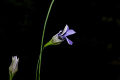 Gentianopsis lanceolata