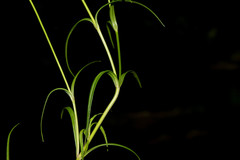 Gentianopsis lanceolata