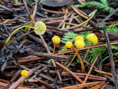 Mycena oregonensis