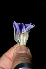 Gentianopsis lanceolata