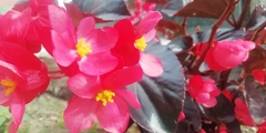 Begonia cucullata