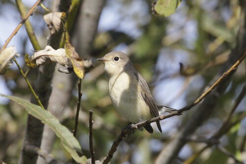 Papamoscas papirrojo (Ficedula parva)