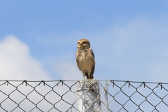 Athene cunicularia