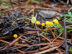 Mycena oregonensis