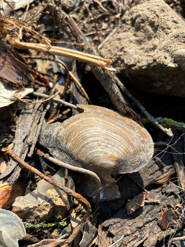 Swan Mussel