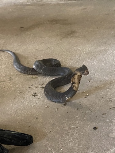 Chinese Cobra