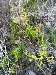 Struthanthus acuminatus