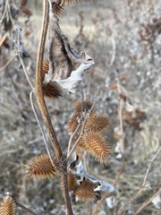 Xanthium strumarium canadense