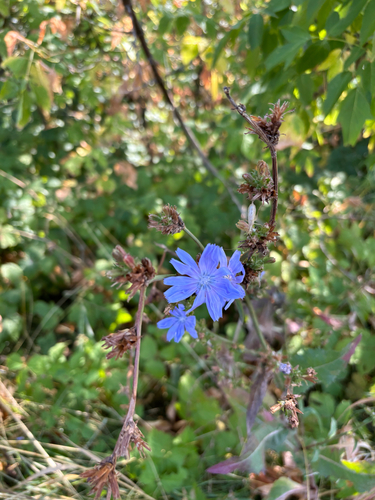 chicory