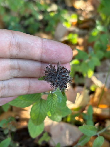 Wild Basil