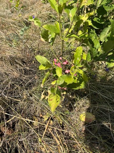 Spindle