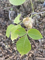 Ptelea trifoliata mollis