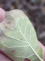 Ptelea trifoliata mollis
