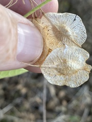 Ptelea trifoliata mollis