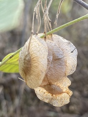 Ptelea trifoliata mollis