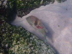 Halichoeres nicholsi