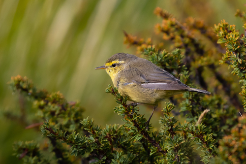 Tickell's Leaf Warbler (Phylloscopus affinis), photo 4