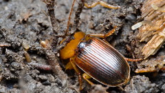 Amphasia interstitialis